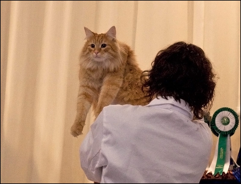 Brewen de la Ghilde des Elfes 2.jpg - Brewen de la Ghilde des Elfes